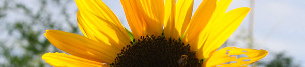blog-summer